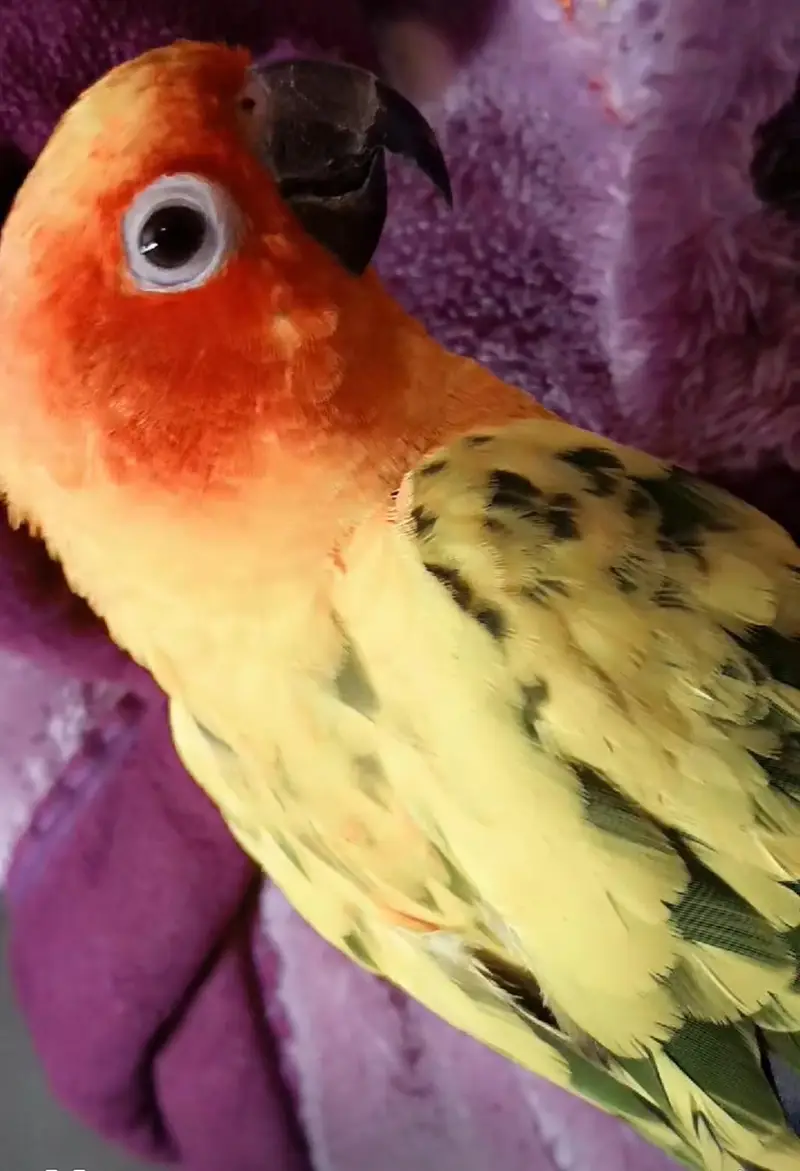 sunconure with free cocktail parrot — photo 2