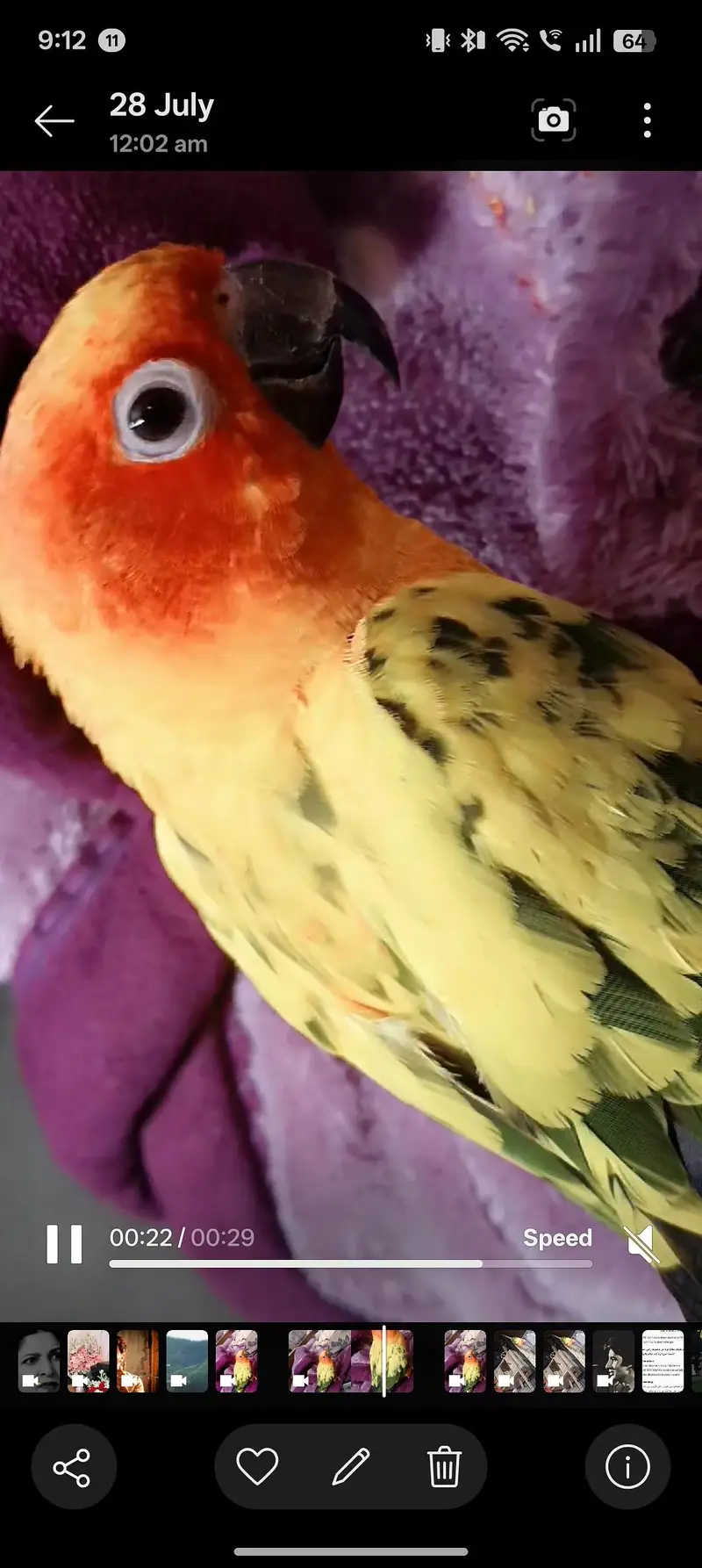 sunconure with free cocktail parrot — photo 3