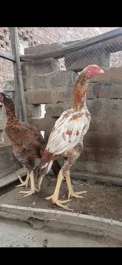 aseel pair for sale bht achi quality me ha