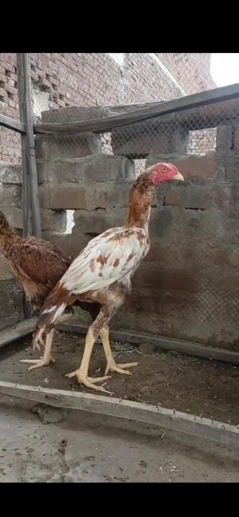 aseel pair for sale bht achi quality me ha — photo 2