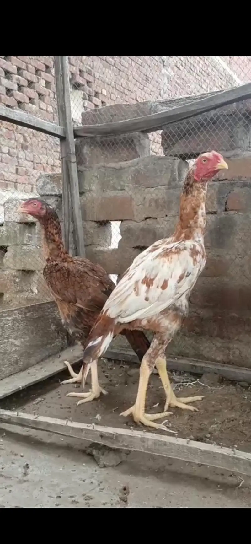 aseel pair for sale bht achi quality me ha — photo 3
