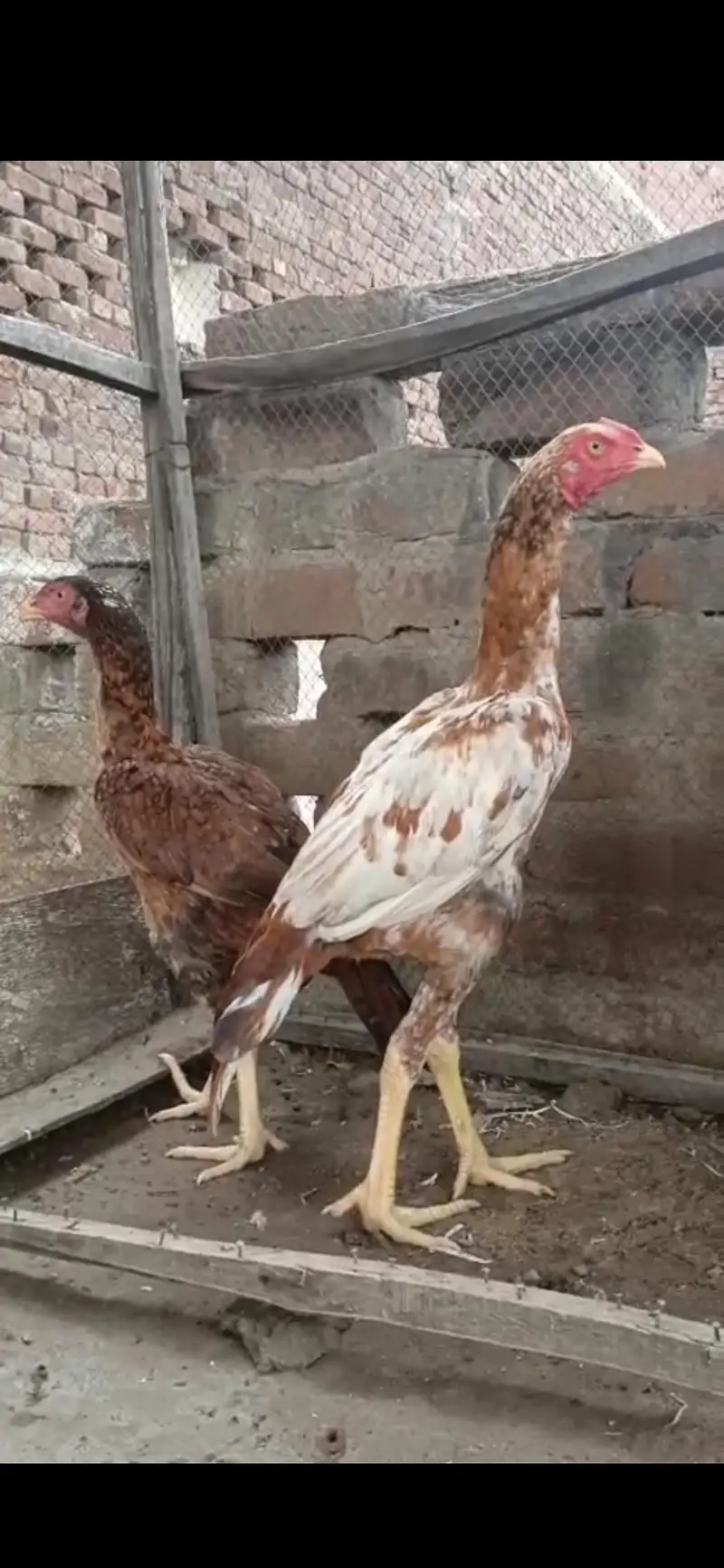 aseel pair for sale bht achi quality me ha — photo 4