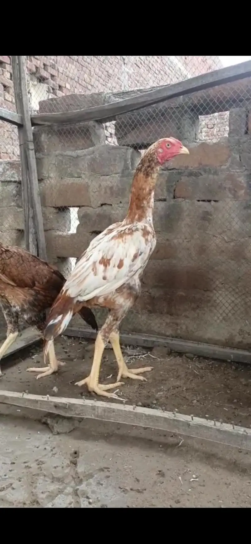 aseel pair for sale bht achi quality me ha — photo 5
