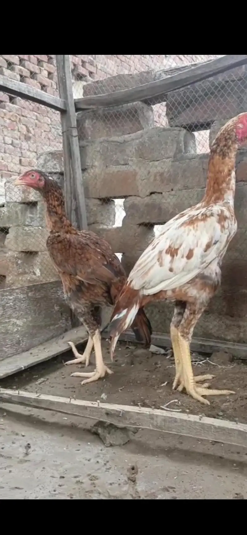 aseel pair for sale bht achi quality me ha — photo 6