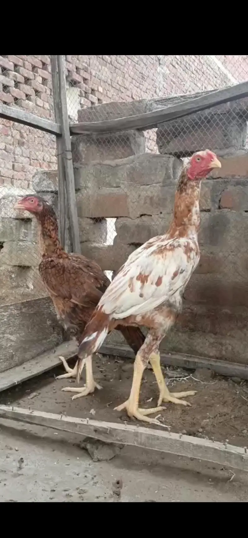 aseel pair for sale bht achi quality me ha — photo 7