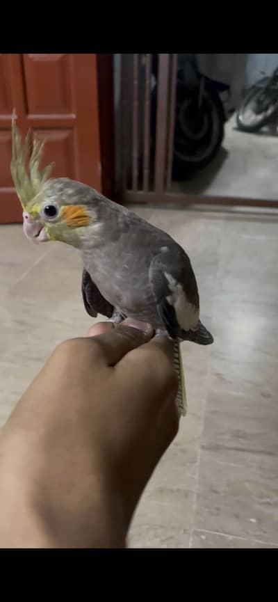 Cream and Grey Cocktail Hand Tame