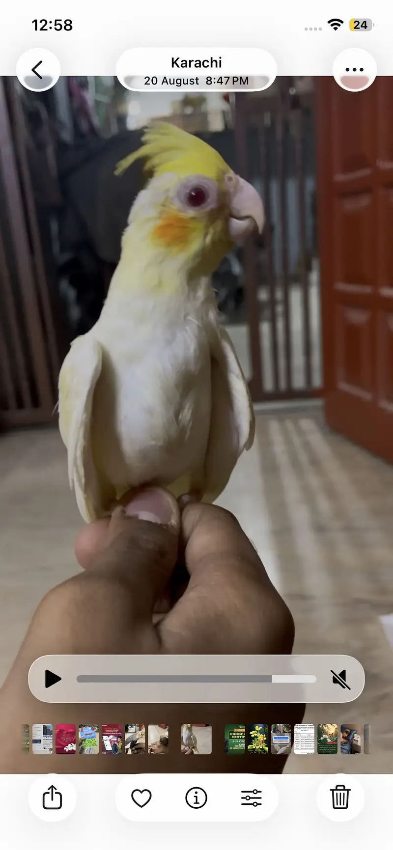 Cream and Grey Cocktail Hand Tame — photo 2
