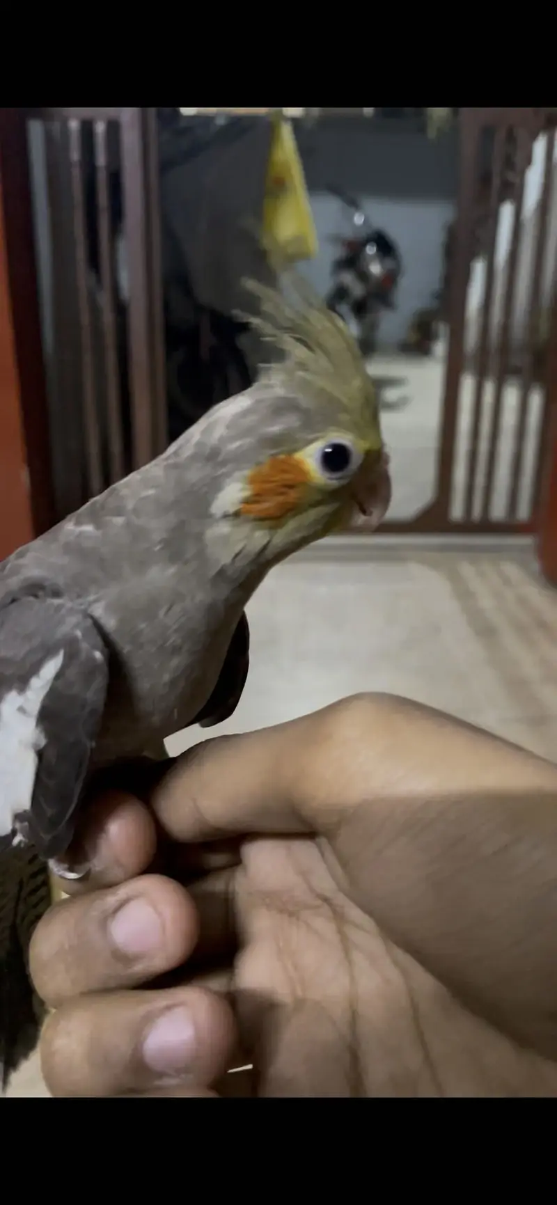 Cream and Grey Cocktail Hand Tame — photo 3
