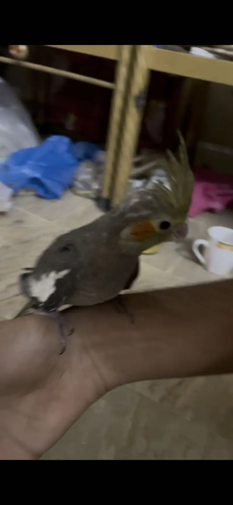Cream and Grey Cocktail Hand Tame — photo 4