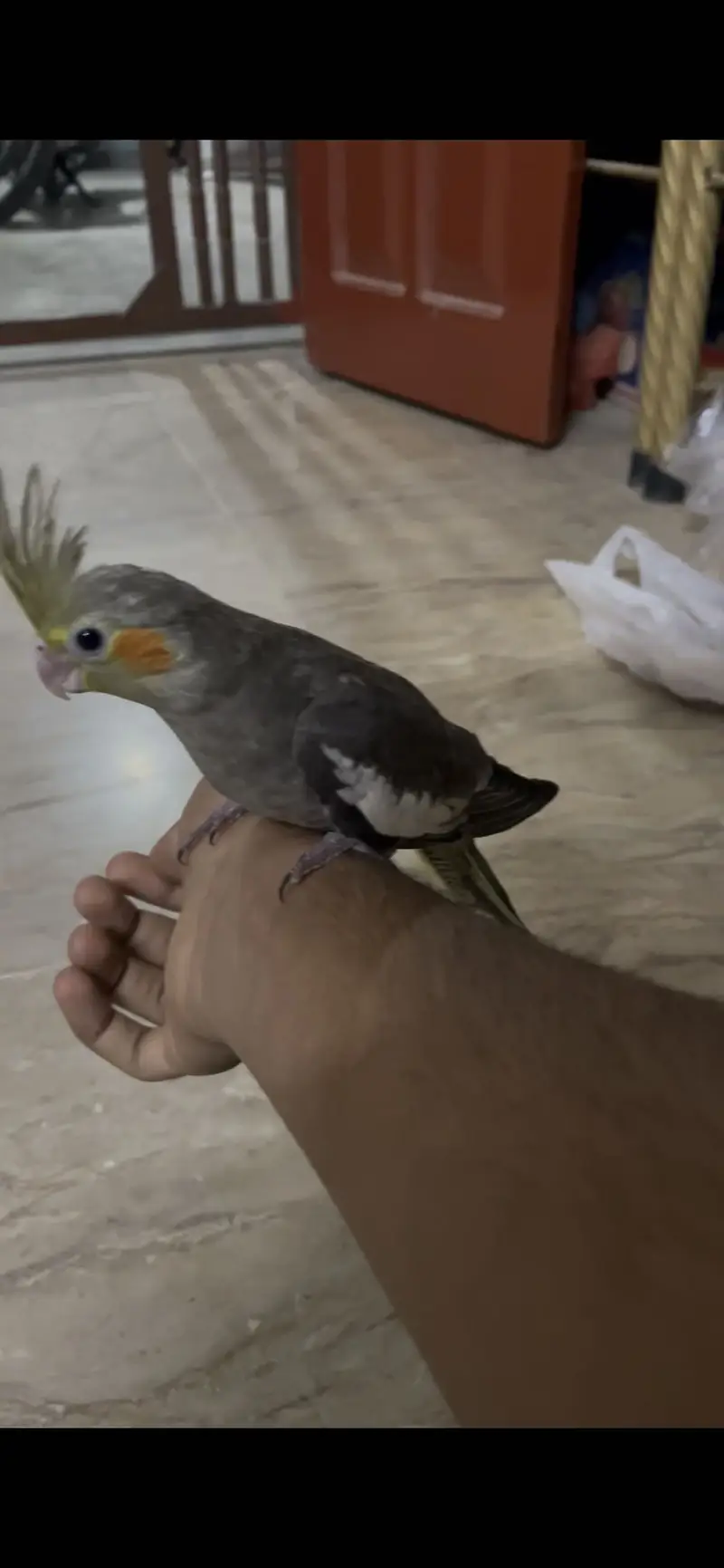 Cream and Grey Cocktail Hand Tame — photo 5