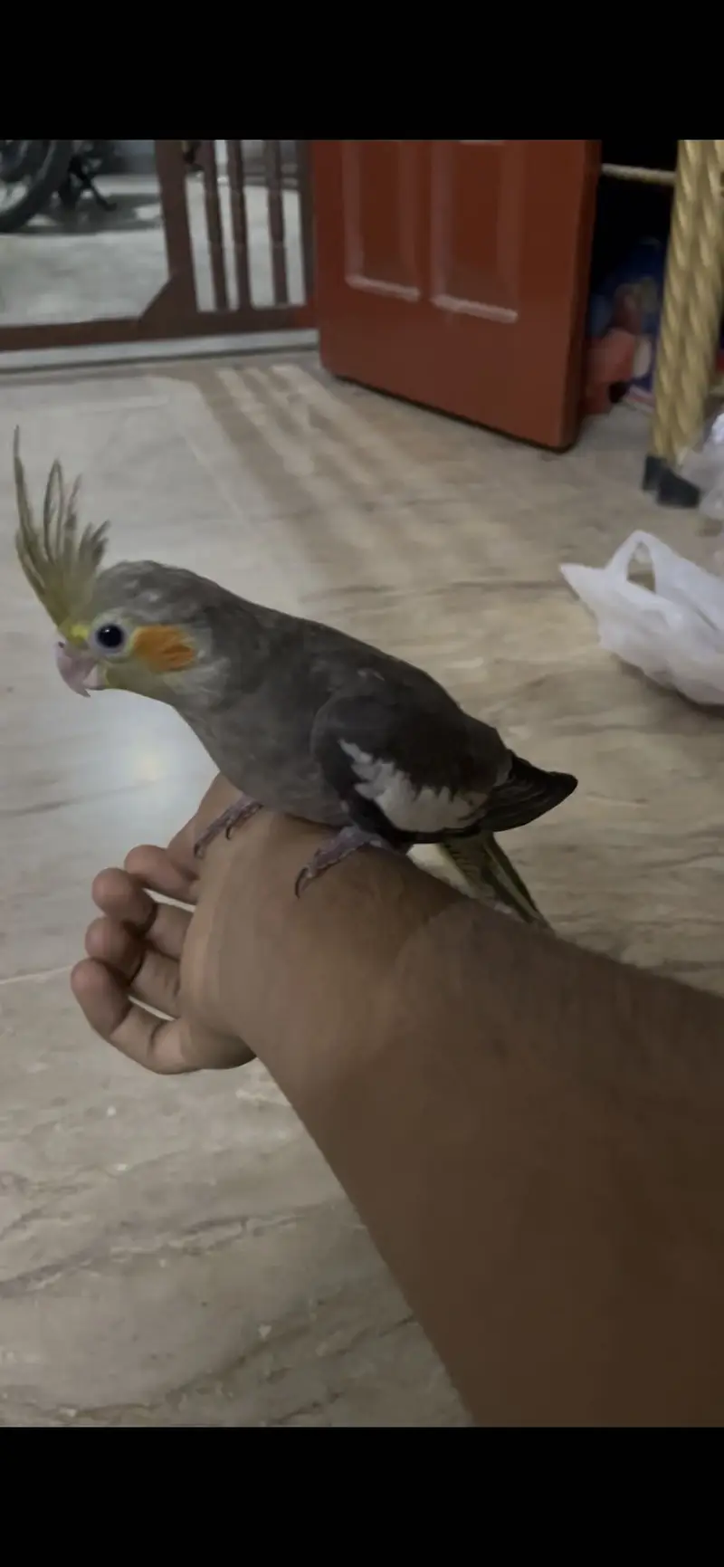 Cream and Grey Cocktail Hand Tame — photo 7