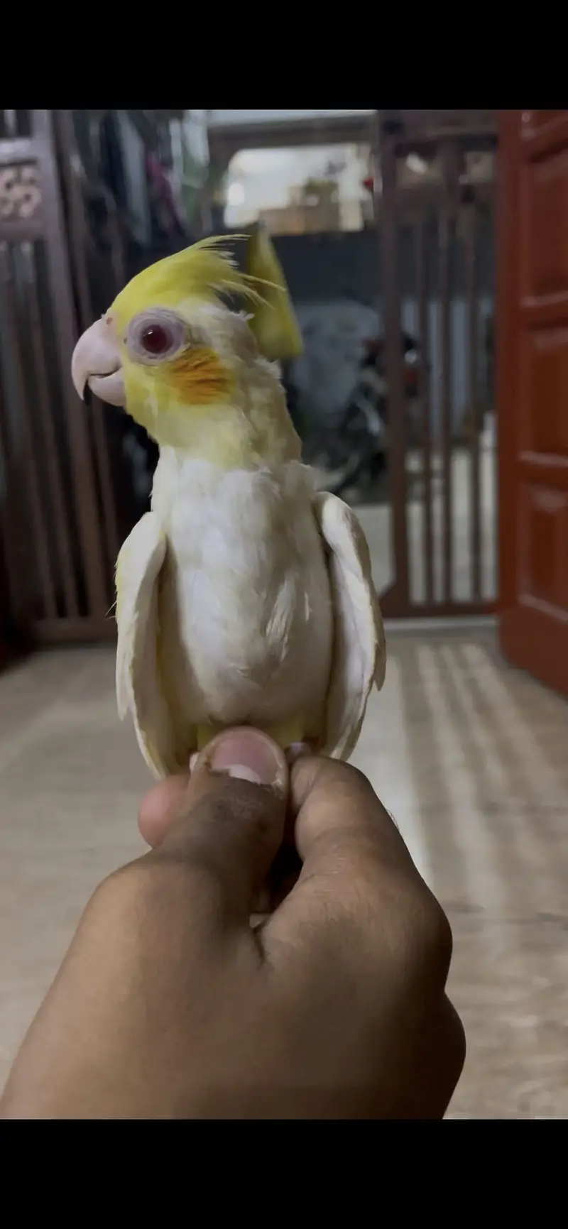Cream and Grey Cocktail Hand Tame — photo 8