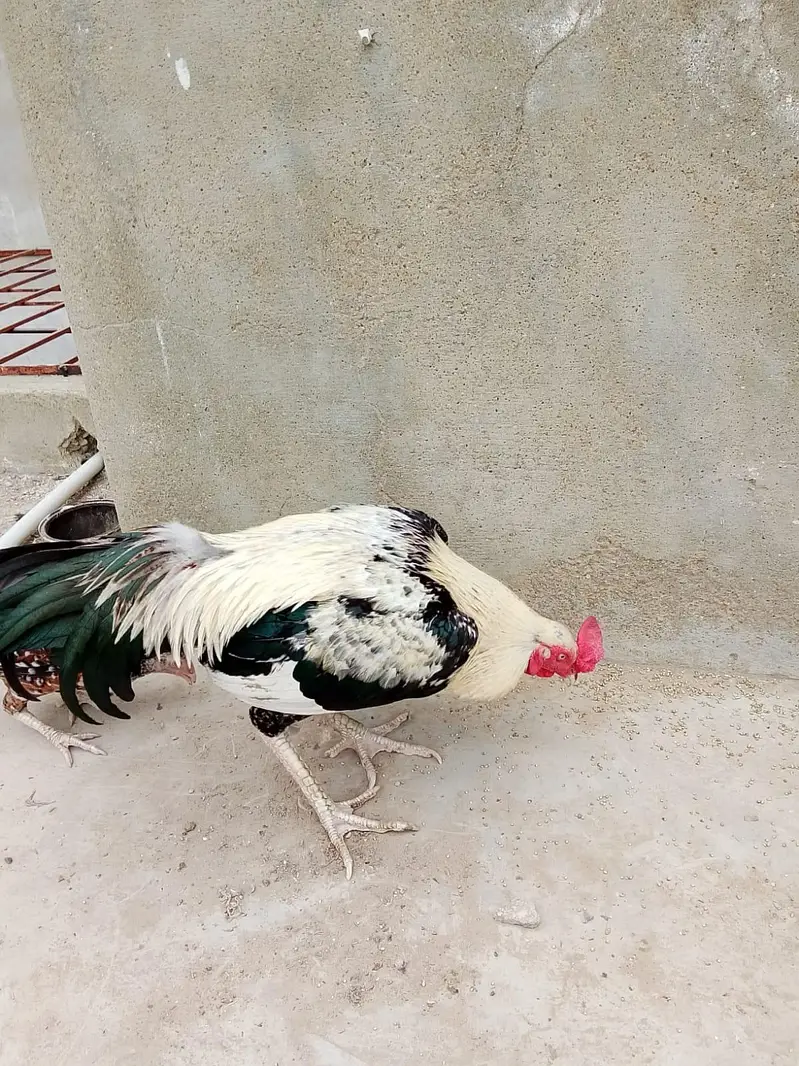 MR Aseel — photo 4