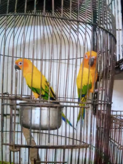 sun conure breeder pair