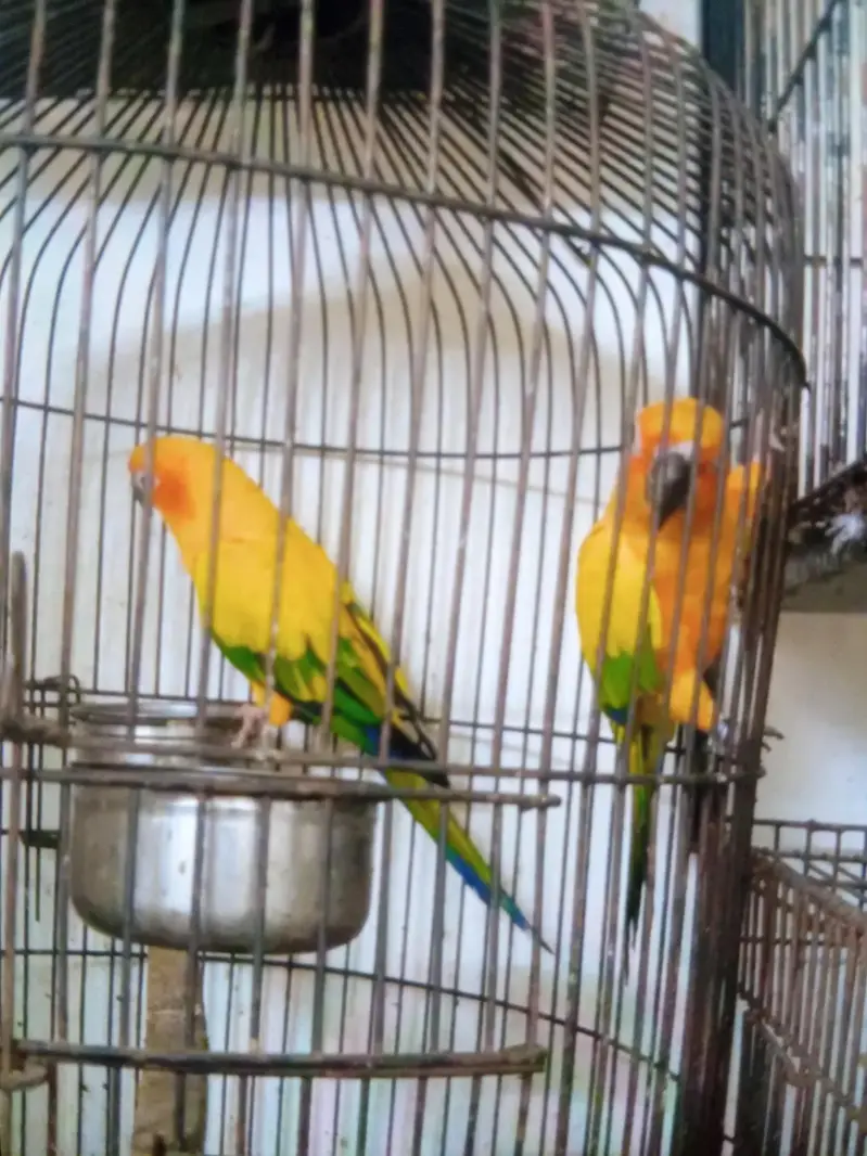 sun conure breeder pair — photo 2