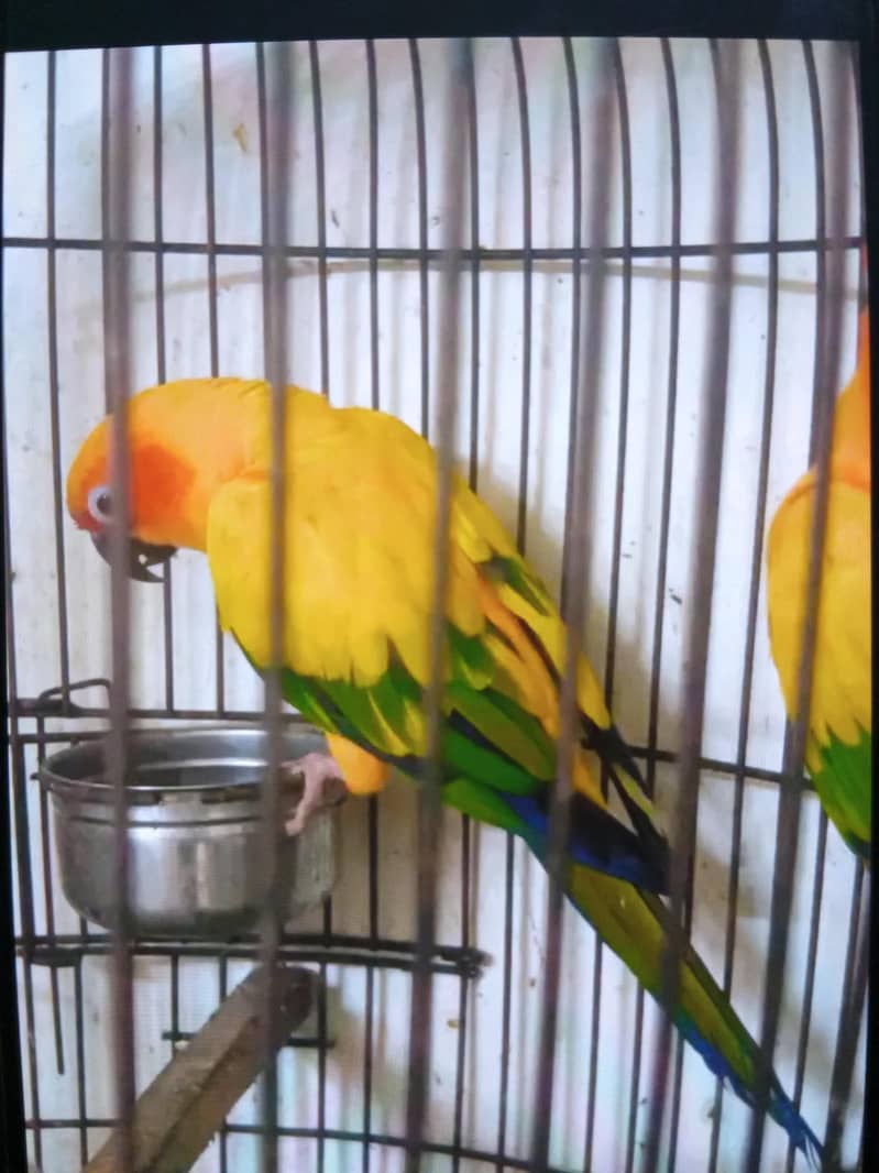 sun conure breeder pair 2