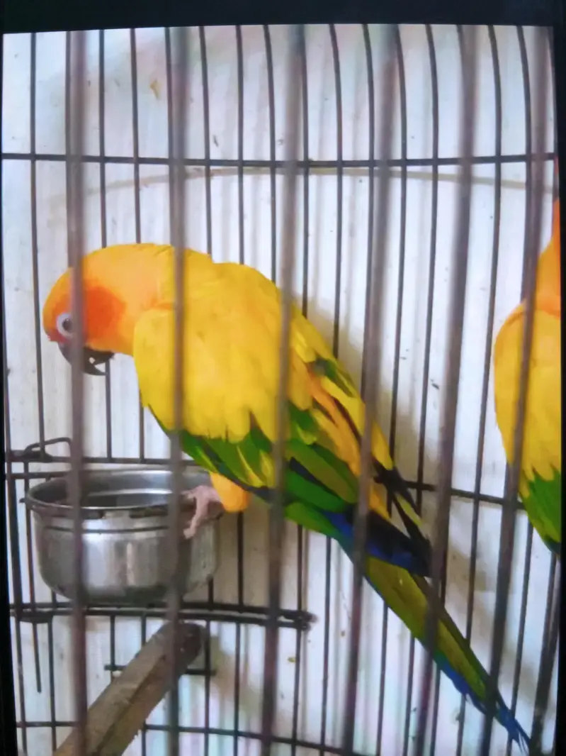 sun conure breeder pair — photo 3