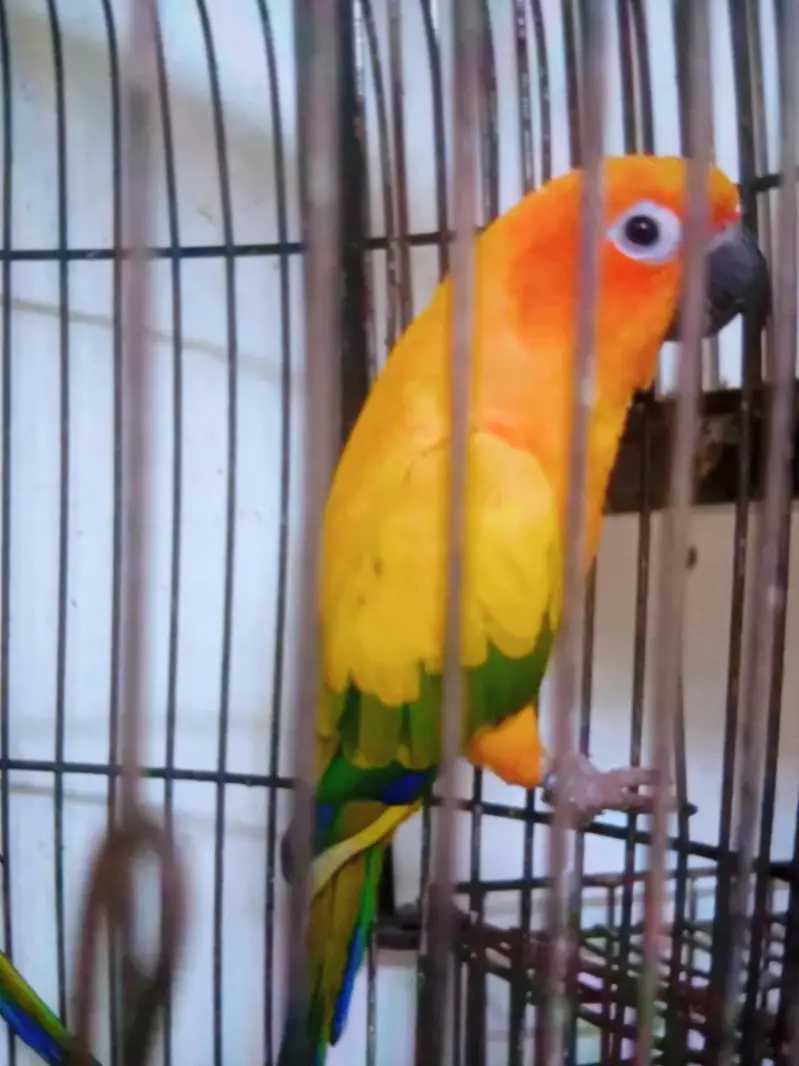 sun conure breeder pair — photo 4