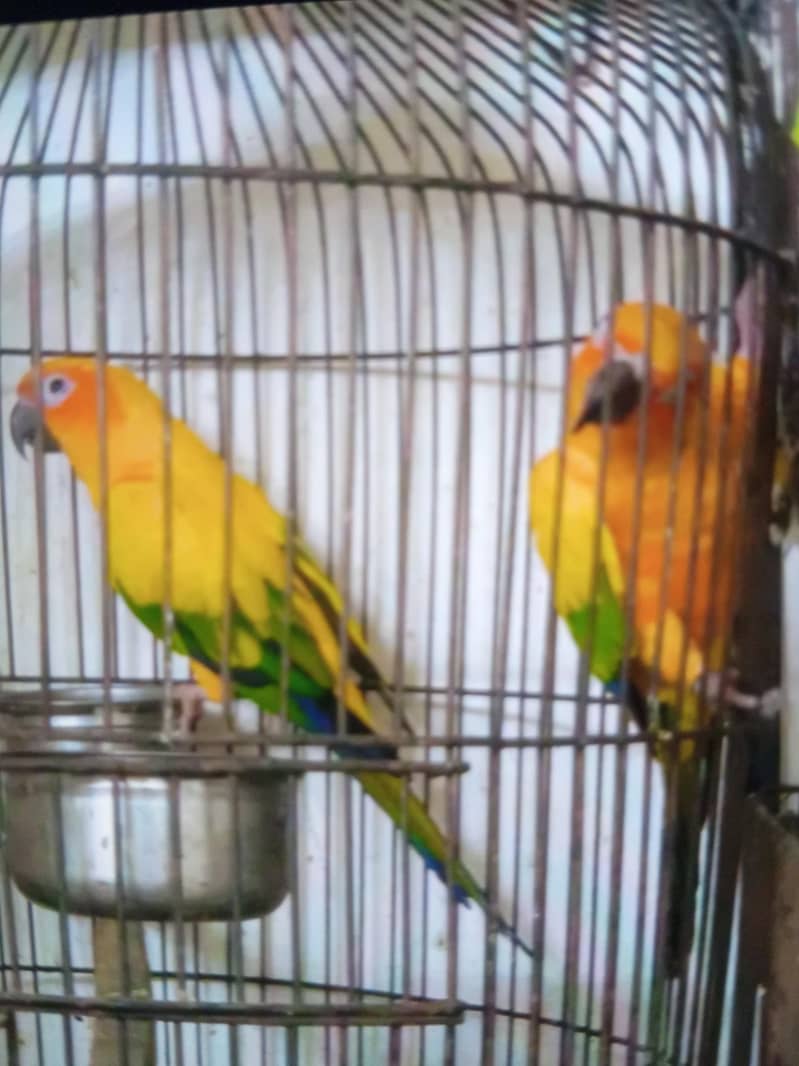 sun conure breeder pair 4