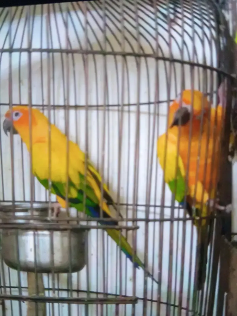 sun conure breeder pair — photo 5
