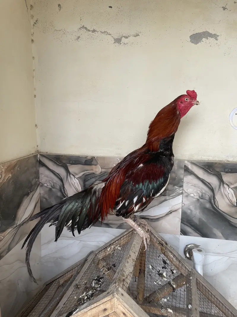 Aseel morga ha pata — photo 3