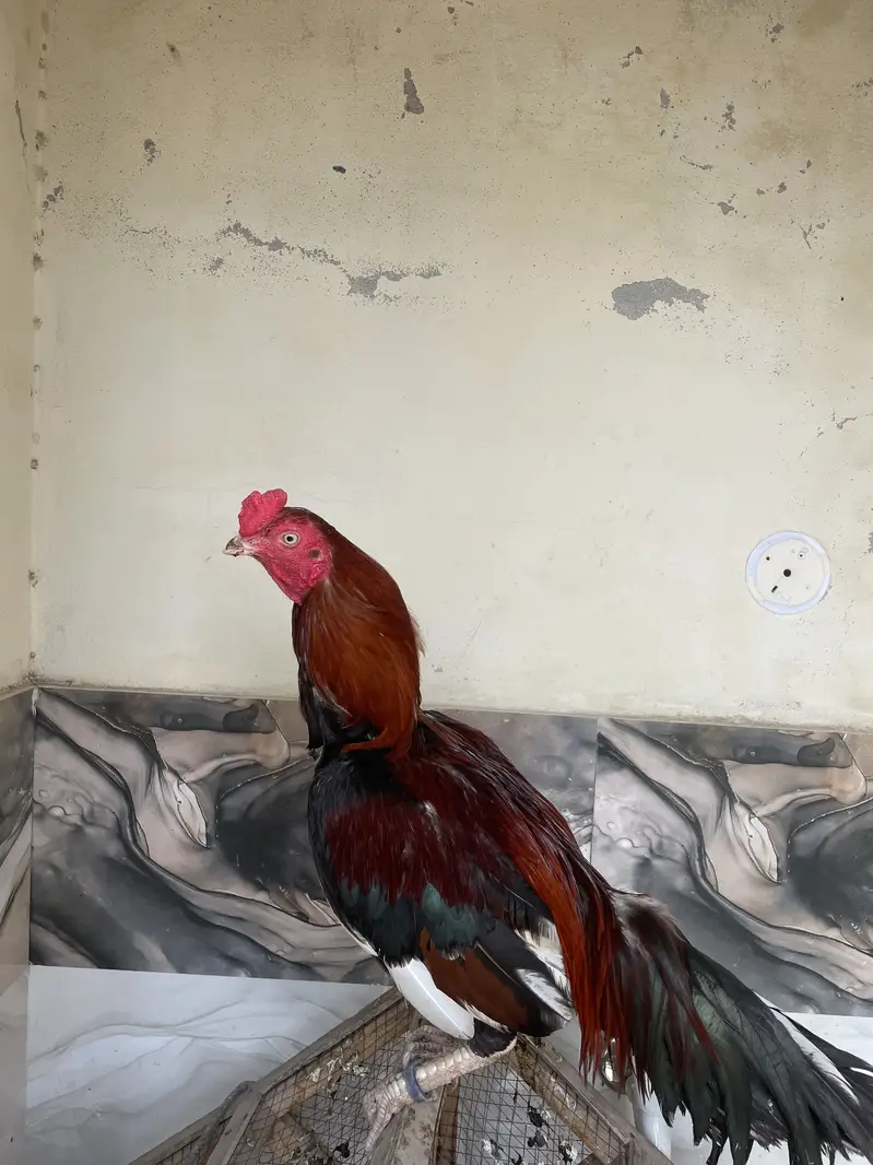 Aseel morga ha pata — photo 4