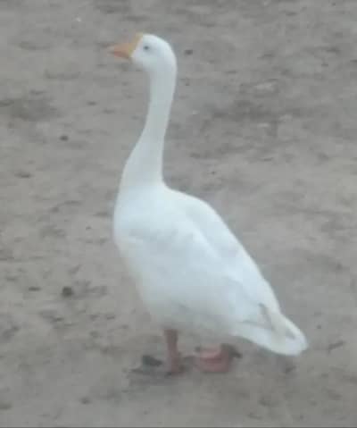 LONG NECK DUCK