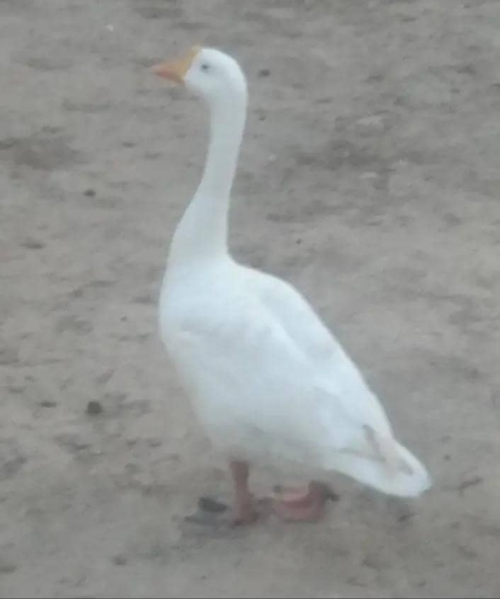 LONG NECK DUCK 0