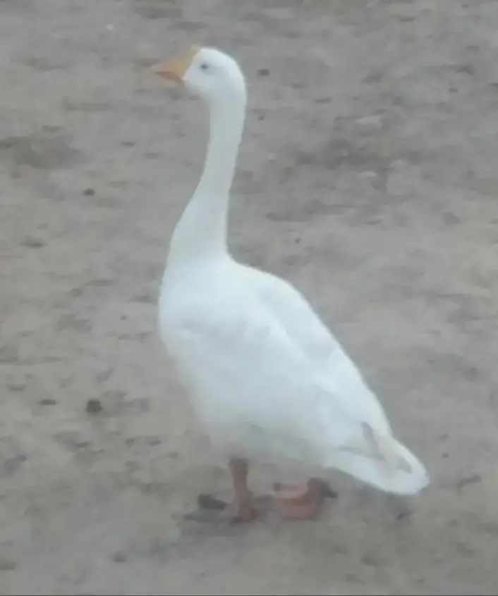 LONG NECK DUCK