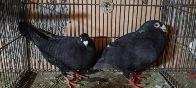 homer pigeon