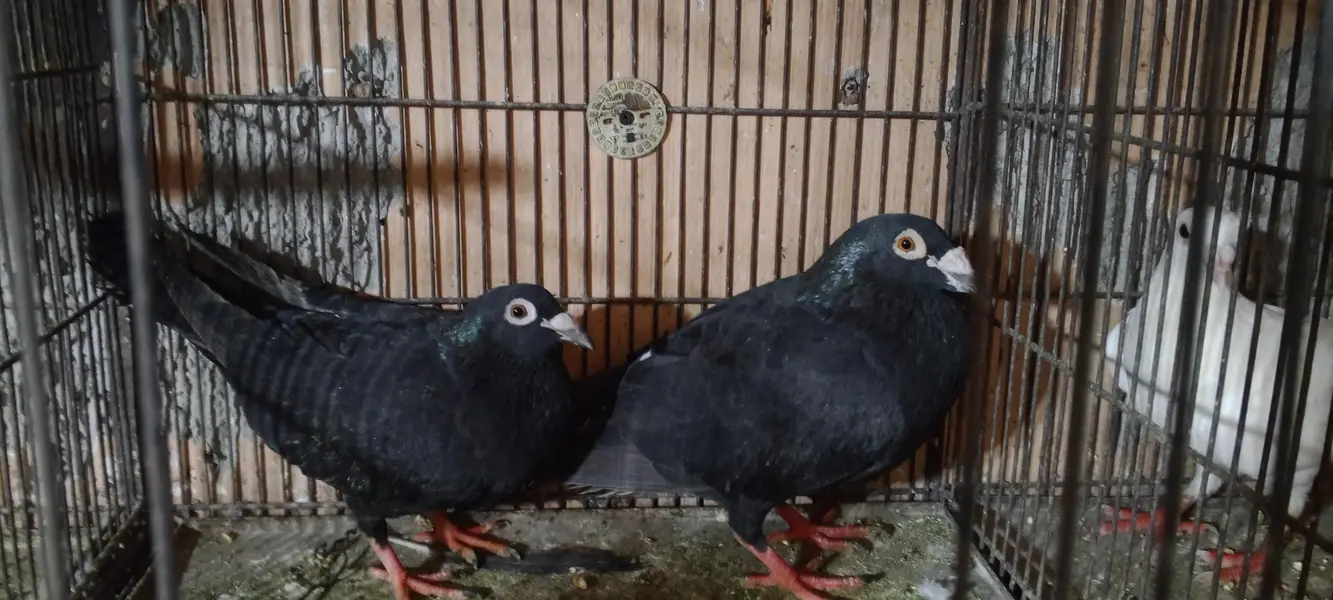 homer pigeon — photo 2