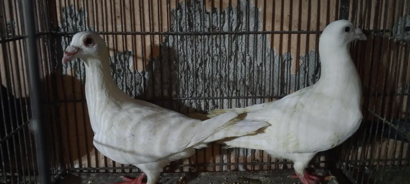 homer pigeon — photo 4
