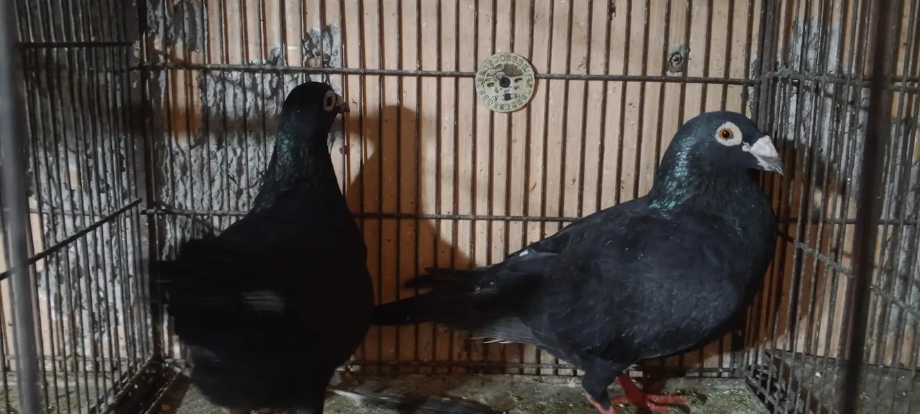 homer pigeon — photo 5
