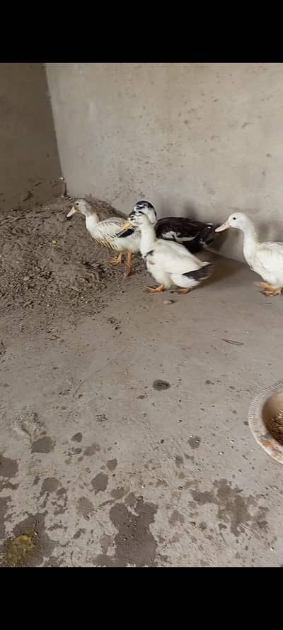 duck for sale 03187598736