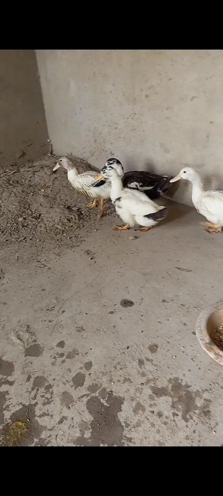 duck for sale 03187598736