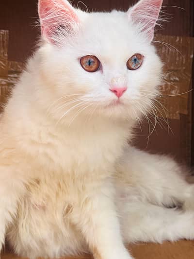 Persian American cats for adoption