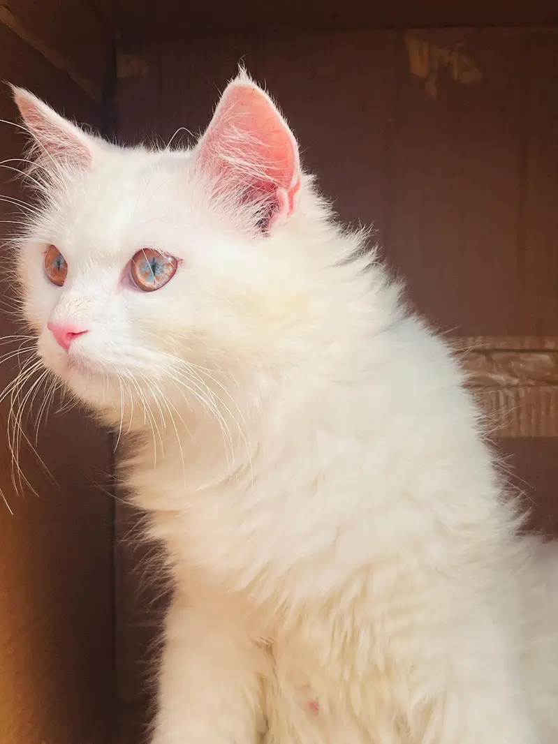 Persian American cats for adoption — photo 2