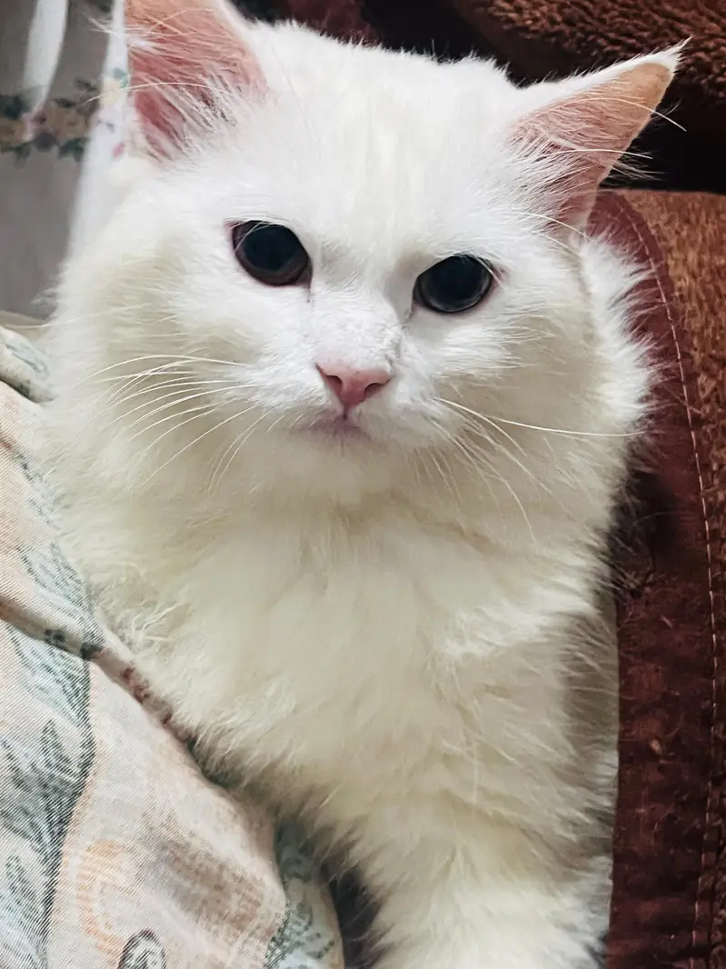 Persian American cats for adoption — photo 3