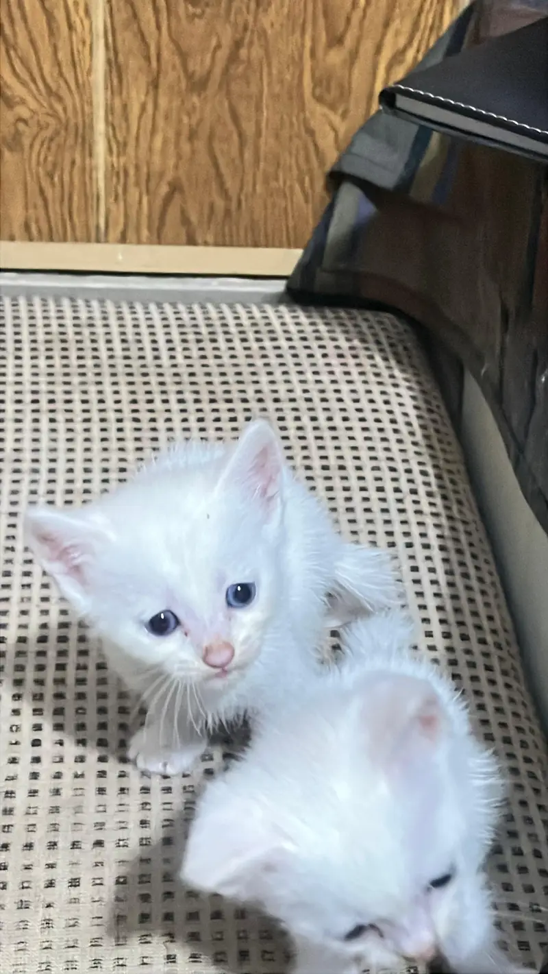 Persian American cats for adoption — photo 4