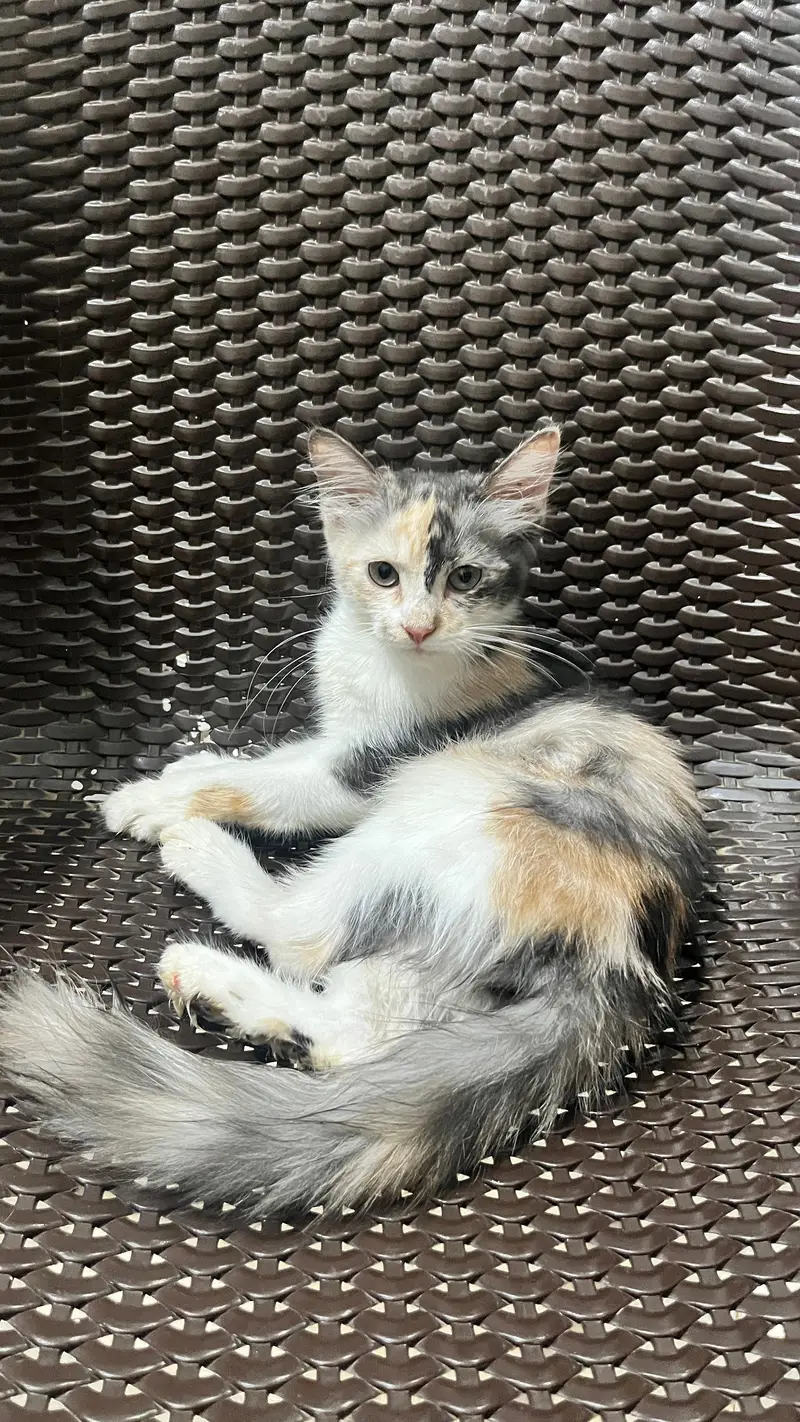Persian American cats for adoption — photo 5