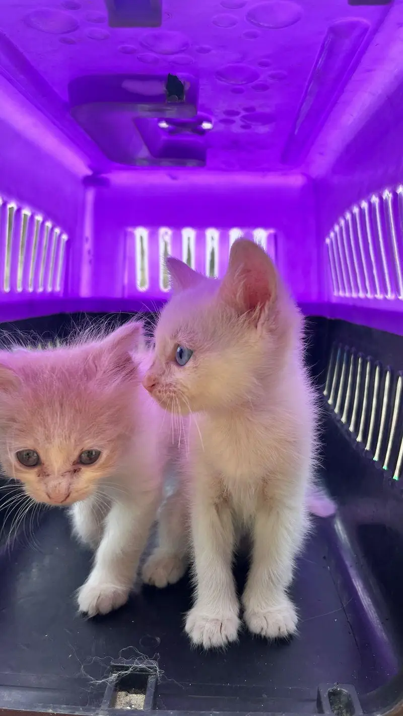 Persian American cats for adoption — photo 6