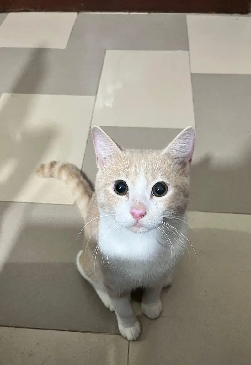 Persian American cats for adoption — photo 7