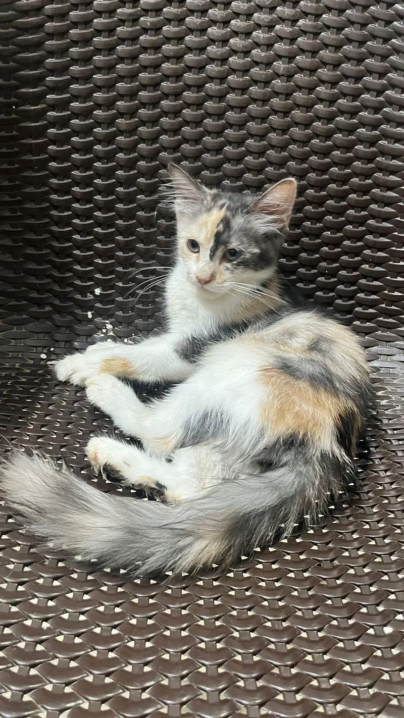 Persian American cats for adoption — photo 8