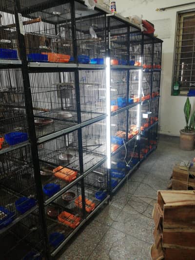 Paroots Cage