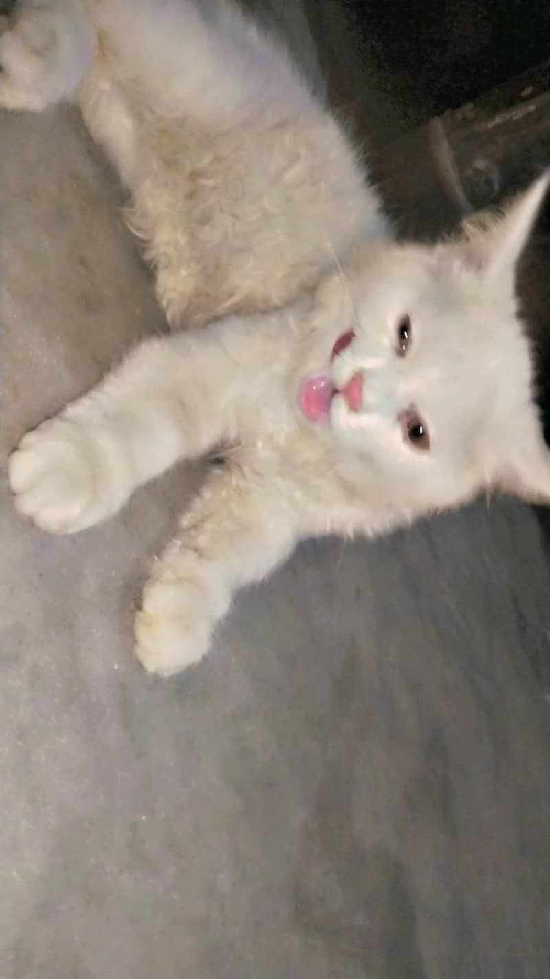 catss 0