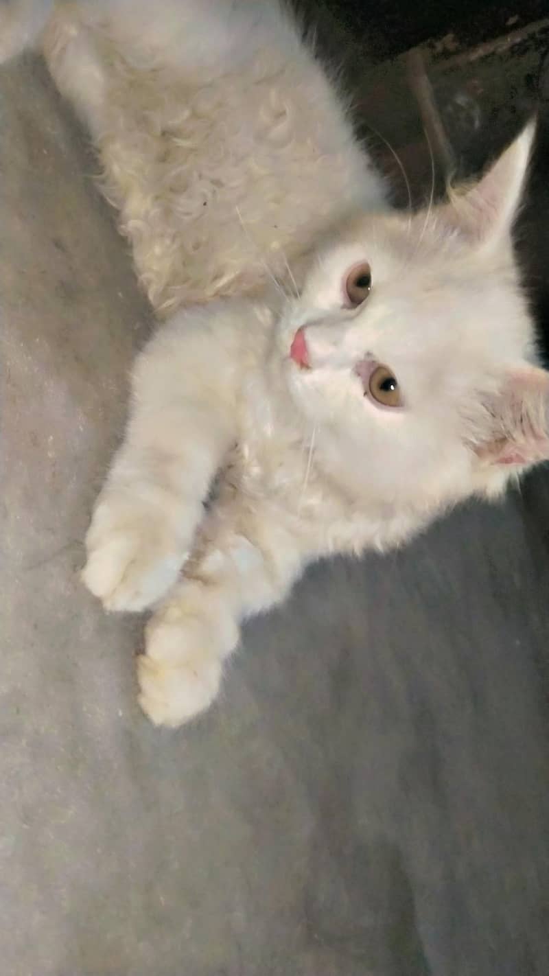 catss 1