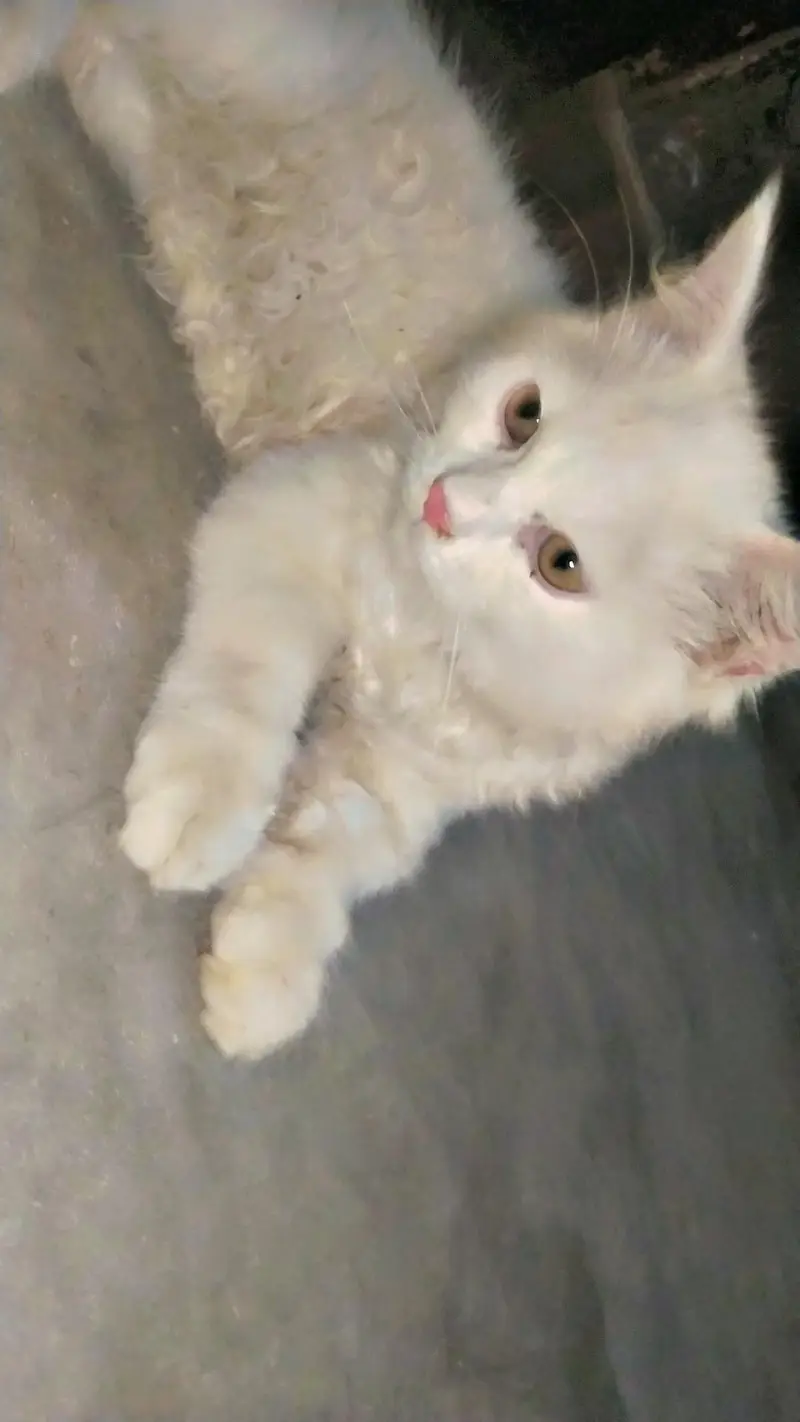 catss — photo 2