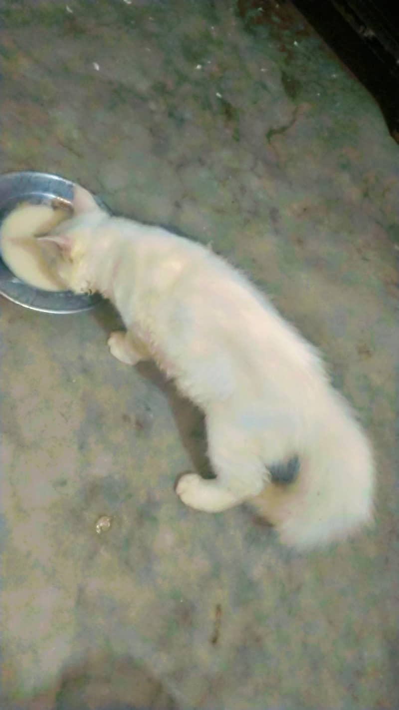 catss 2