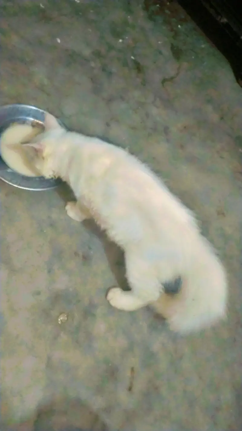 catss — photo 3