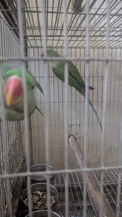 Pahari Parrot Olive and Green